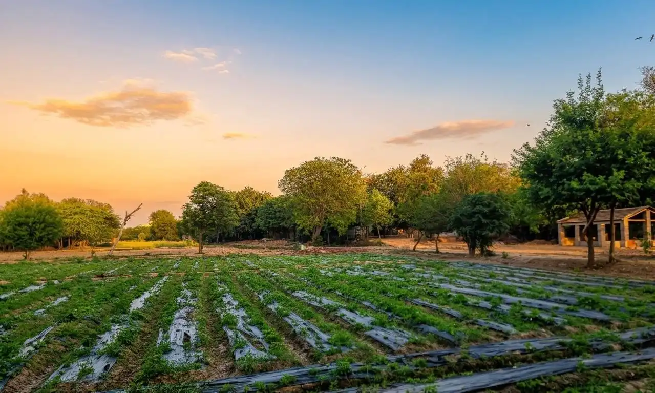 Organic Farm