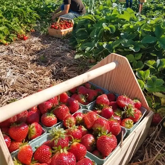 Strawberry