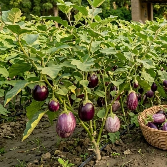 Eggplant (Baingan)