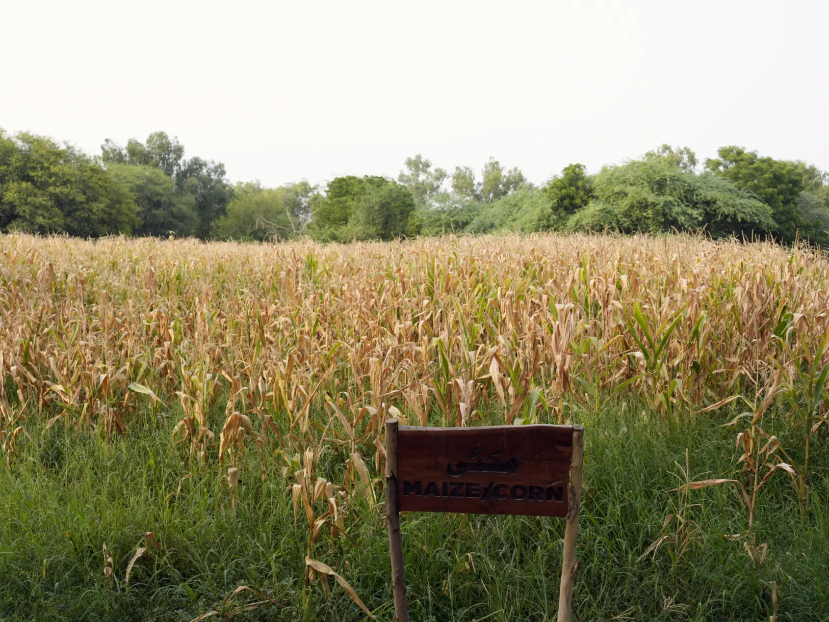 Maizle / Corn at Lahore Organic Village