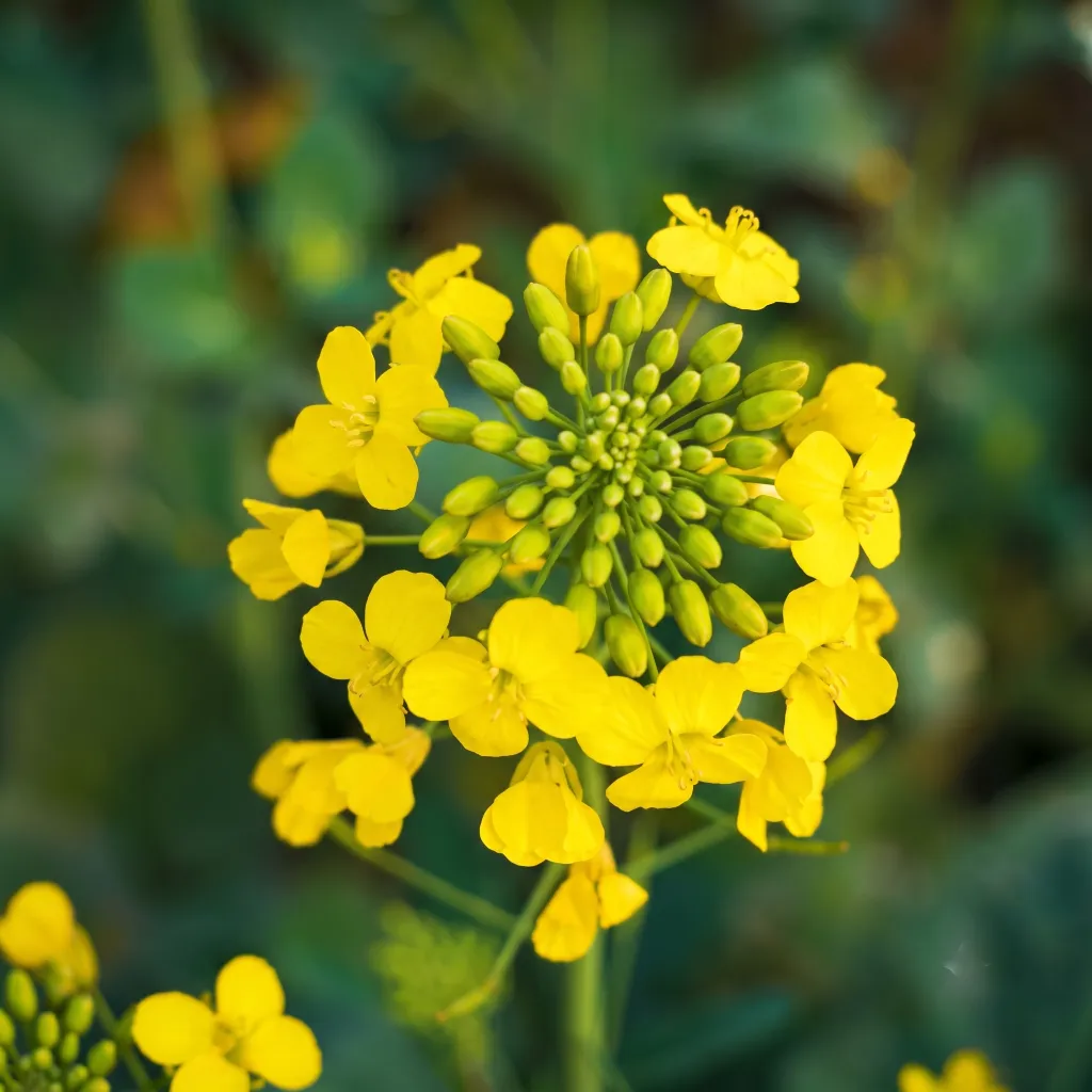Mustard Crop at Lahore Organic Village
