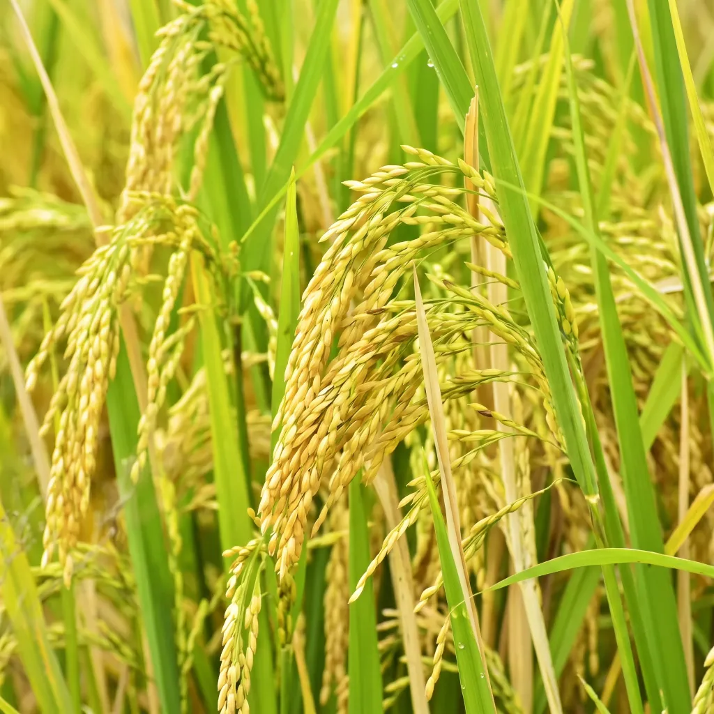 Rice at Lahore Organic Village