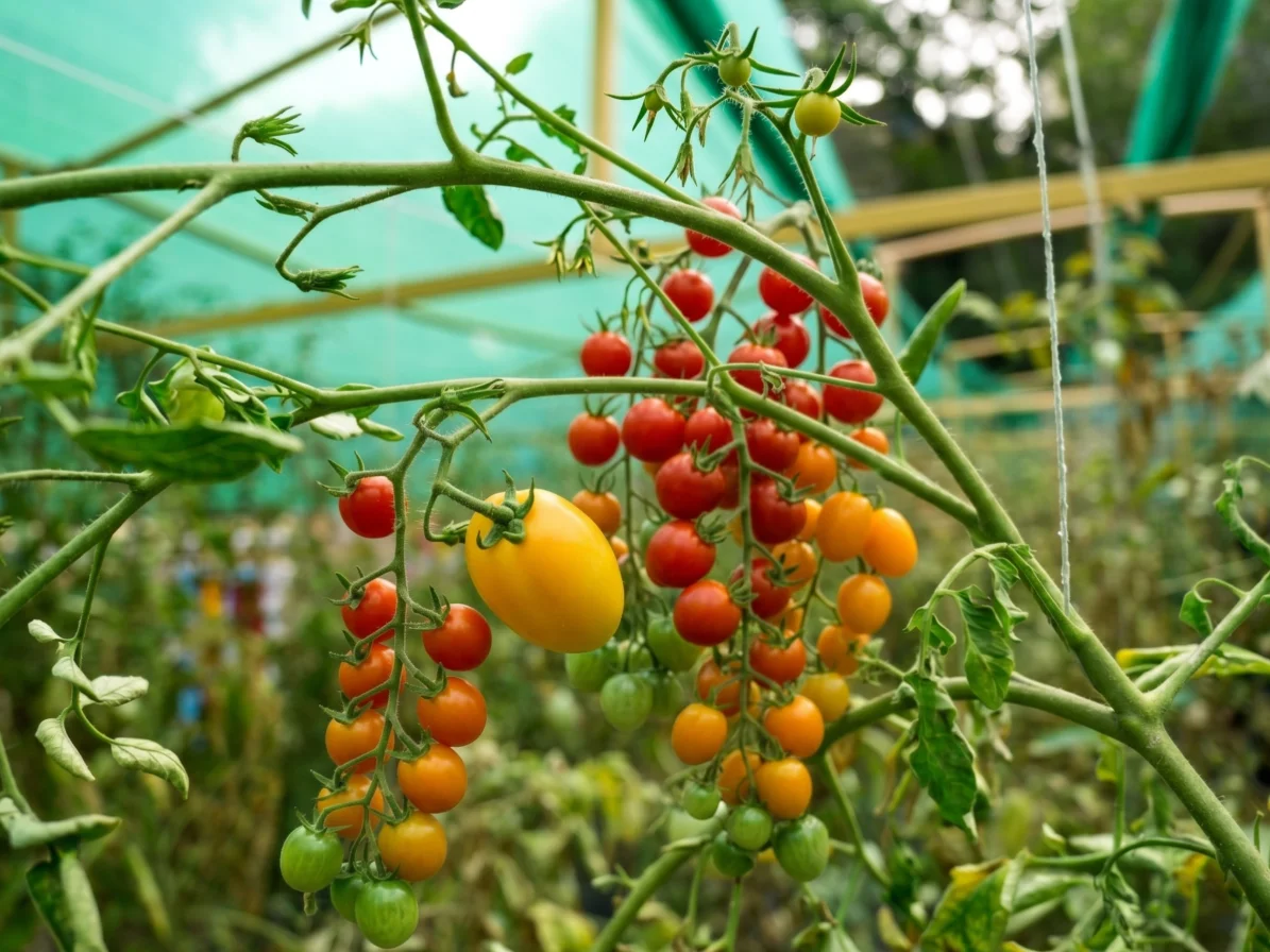 Tomatoes