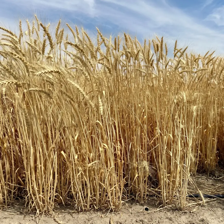 Wheat Crop at Lahore Organic Village