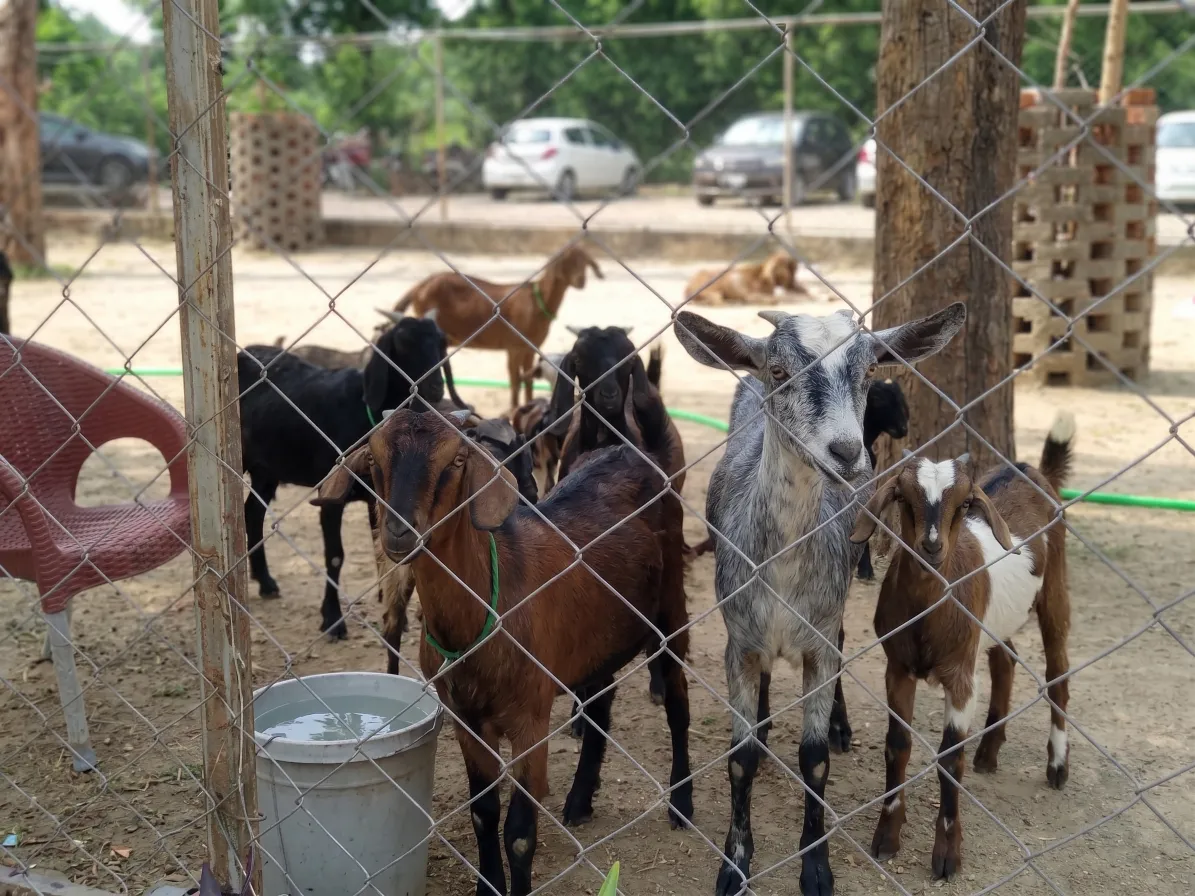 Goats looking towards camera, Lahore Organic Village
