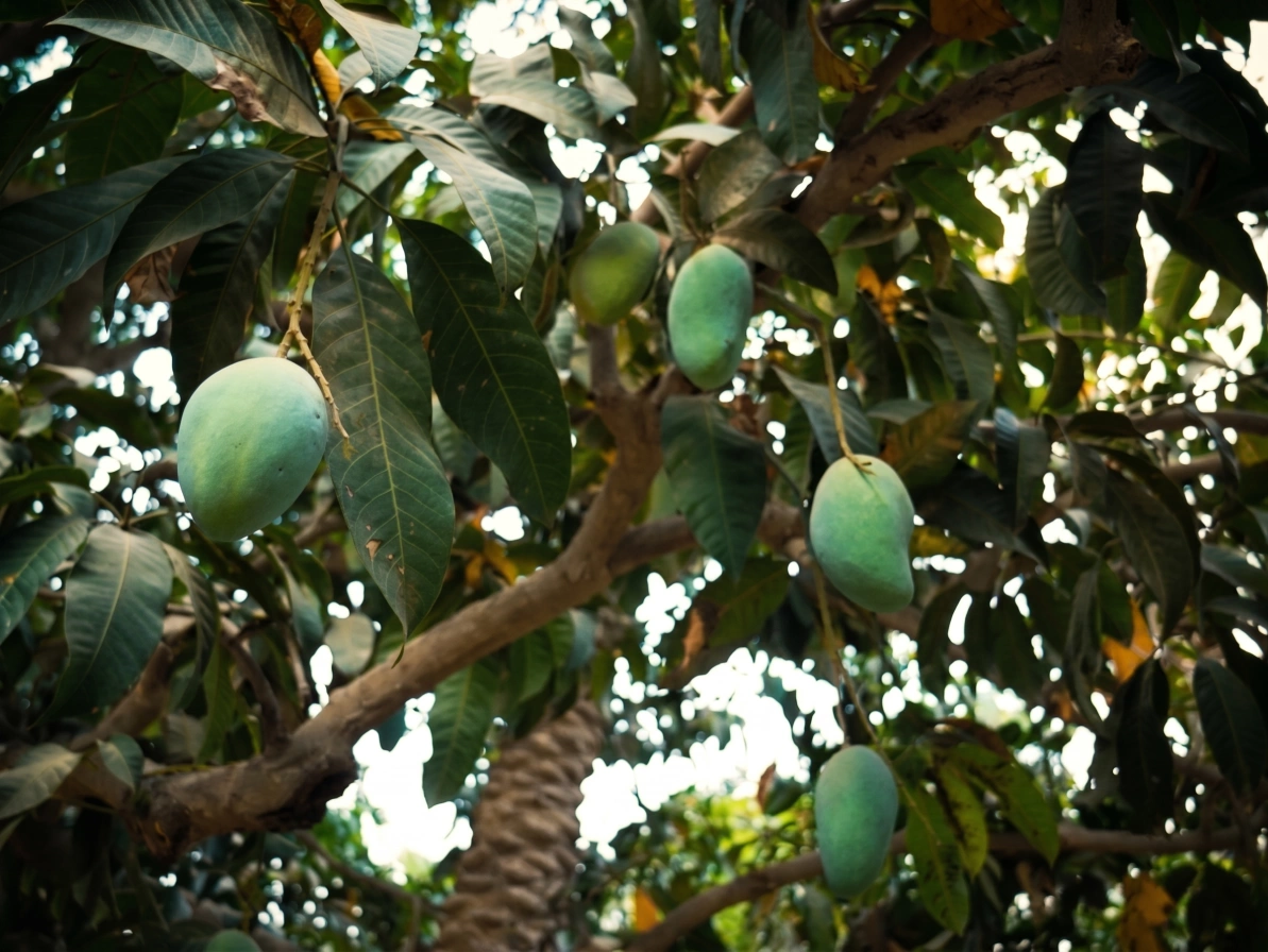 Mango