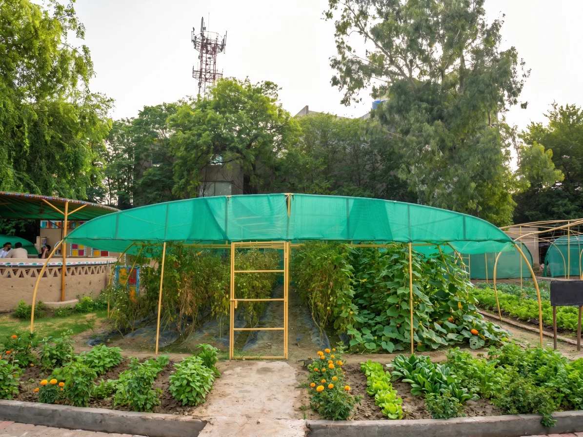 Crops growing under a shaded polyhouse at Lahore Organic Village