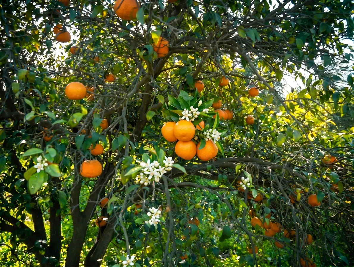 Ripe oranges on a citrus tree with white blossoms