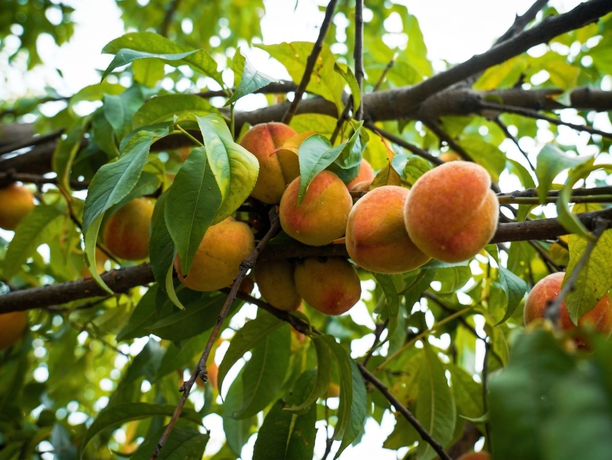Peach