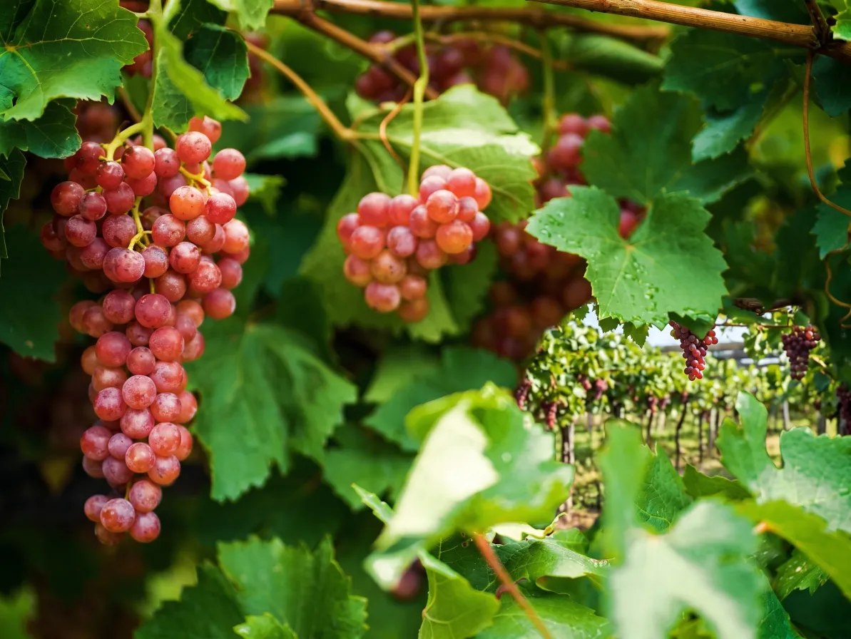 Ripe red grape bunches on the vineyard vine