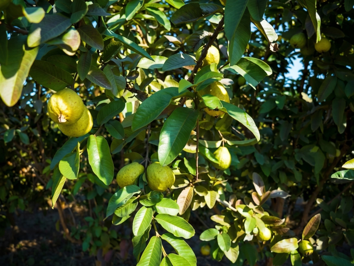 Ripe yellow guavas ready for harvest