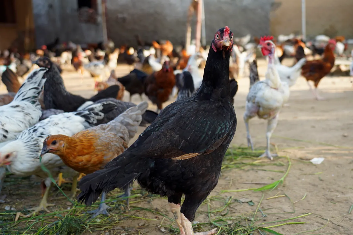 Black Desi Chicken, Lahore Organic Village