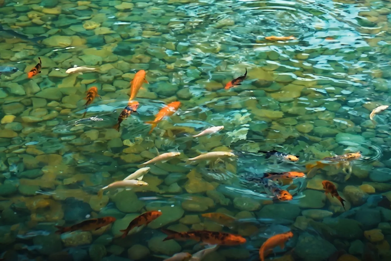 Top-down view of vibrant orange, black, and white small koi fish swimming in crystal-clear pond water over a smooth pebble bottom.