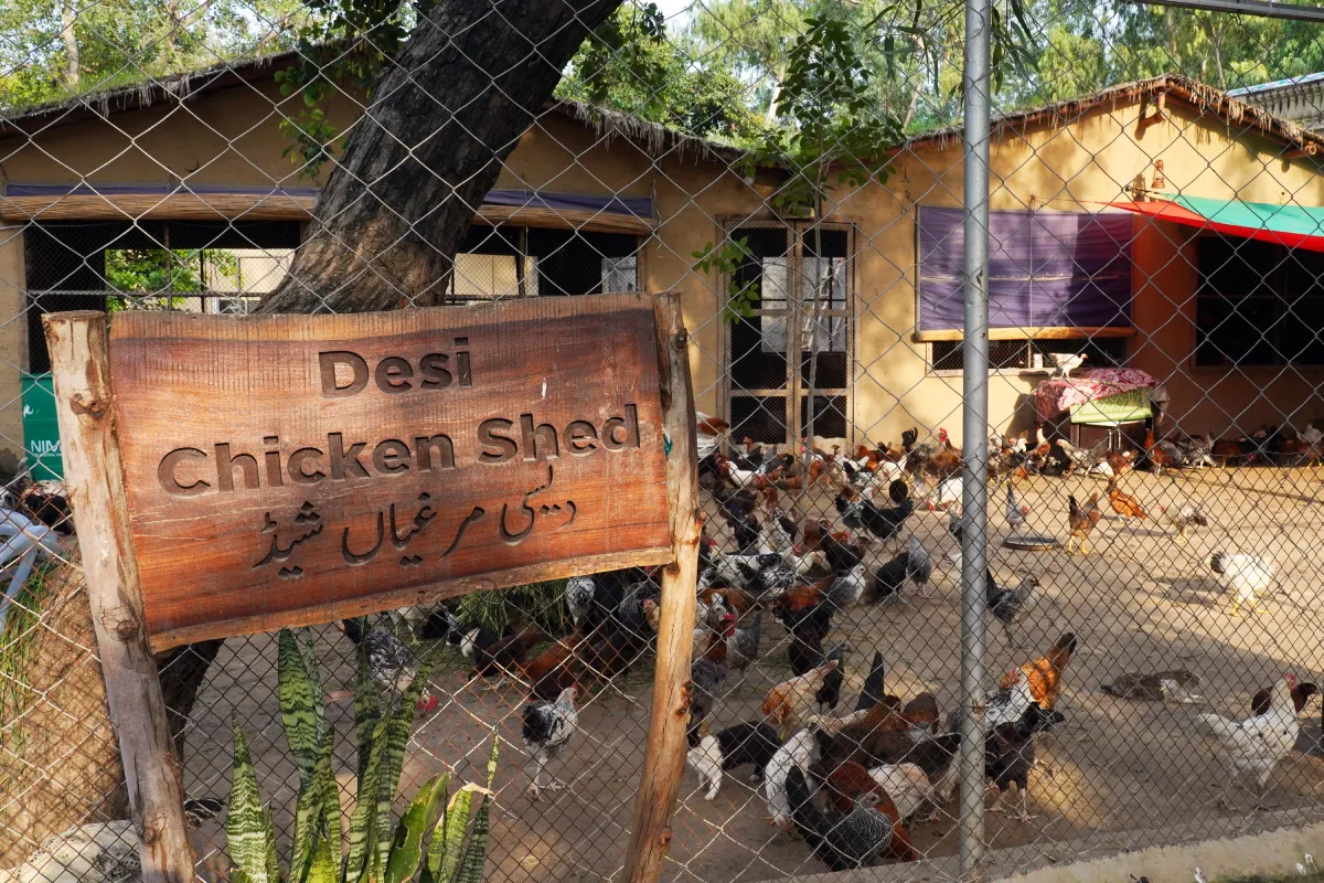 Desi Chicken Shed, Lahore Organic Village