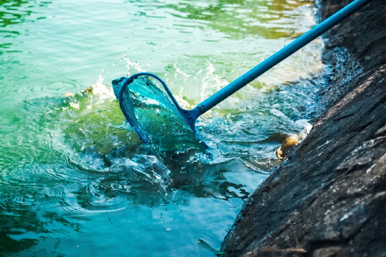 A long-handled blue net scooping into turquoise pond water, creating a dynamic splash alongside a stone embankment.
