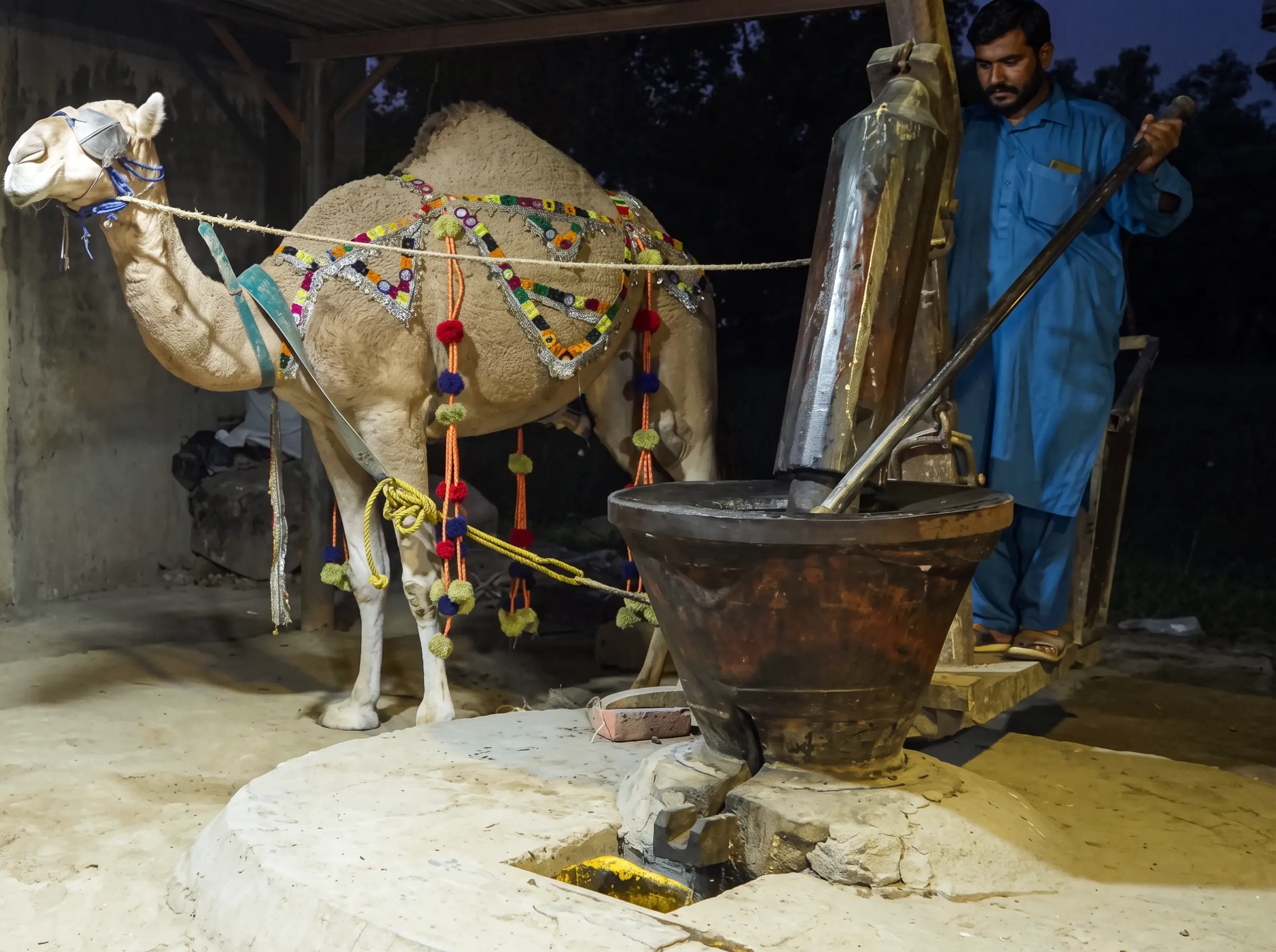 Traditional camel-driven Kohlu at Fazal Oil, wood-pressing cold-pressed mustard oil in Lahore, Pakistan.