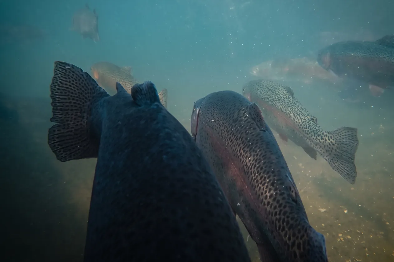 Close-up underwater view of dark-spotted trout swimming together in clear, sunlit pond water.