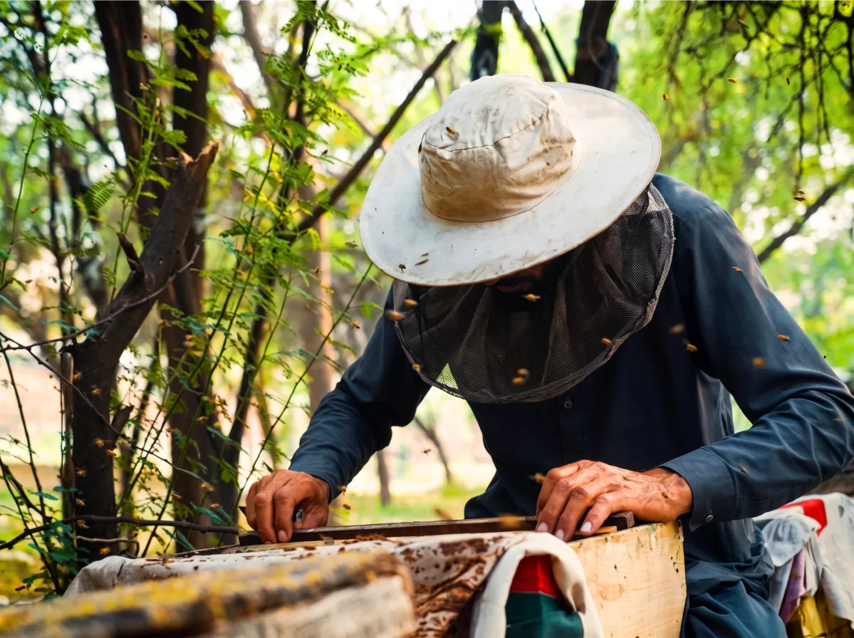 Experienced beekeeper wearing a protective bee veil and hat carefully inspecting wooden honey bee frames in Lahore Organic Village apiary.