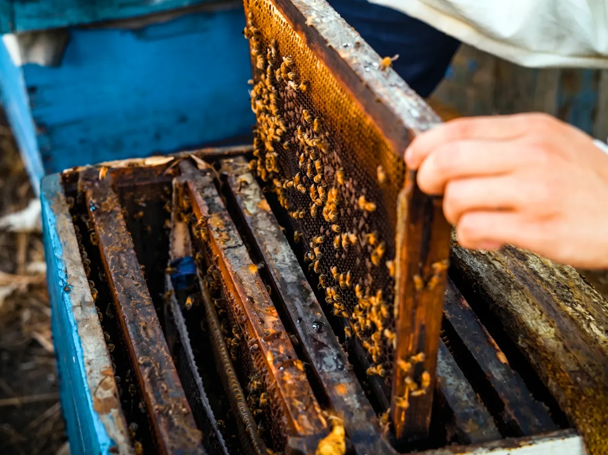 Beekeeper lifting an active honeycomb frame covered with live honeybees out of a blue wooden hive box at Lahore Organic Village.