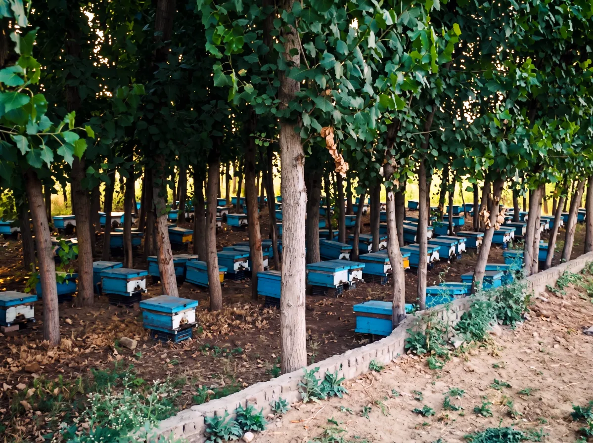 Row of traditional blue wooden beehive boxes placed under dense green trees at the Honey Bees Farm in Lahore Organic Village.