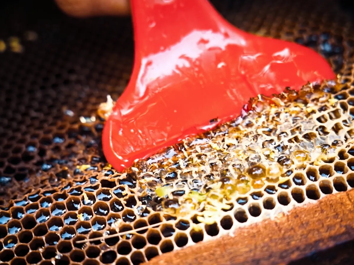 Macro shot of raw natural honeycomb cells being uncapped using a red honey tool at Lahore Organic Village.