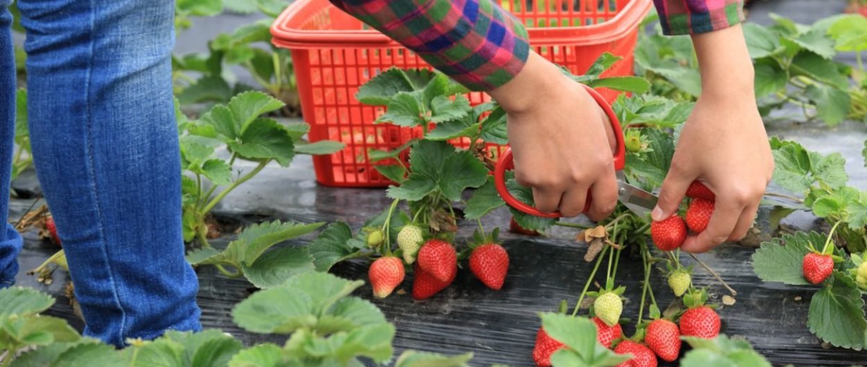 strawberry-picking-1